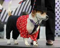Utklädd hund i maskeraddräkt på Carnaval de Canarias